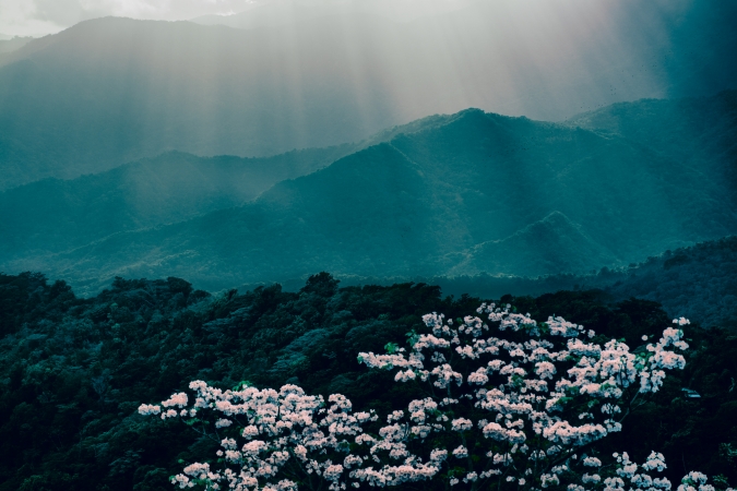 Eric Cahan, Cahan is the Cure, 2021