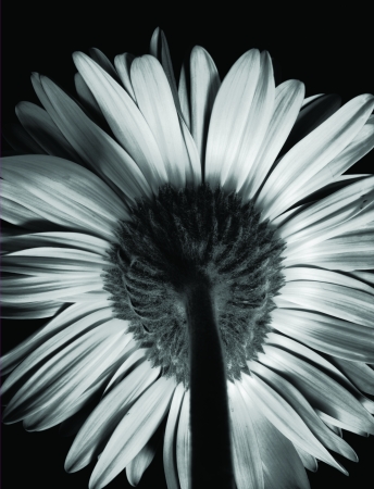 African Daisy #1, Conway, NH, 1971