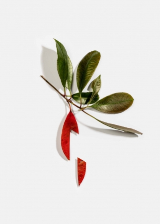 Delphine Burtin, Untitled (from the series Fragments), 2018
