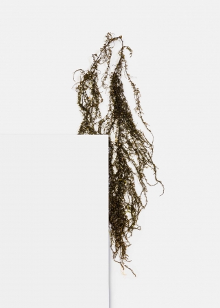 Delphine Burtin, Untitled (from the series Fragments), 2018