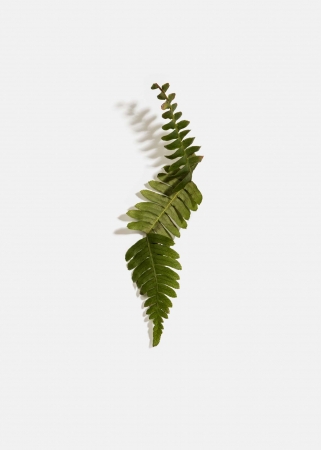 Delphine Burtin, Untitled (from the series Fragments), 2018