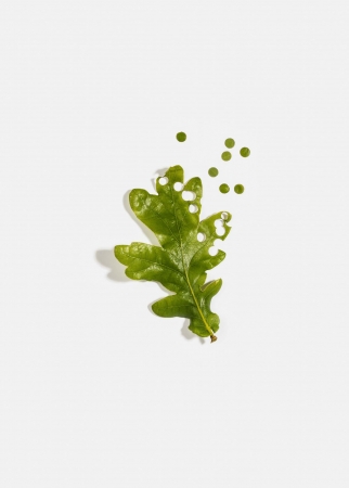 Delphine Burtin, Untitled (from the series Fragments), 2018