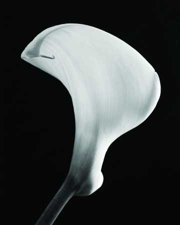 Calla #10, Conway, NH, 1971