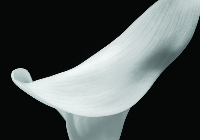 Calla #2, Conway, NH, 1972