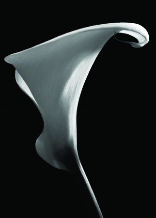 Calla #3, Millerton, NY, 1972