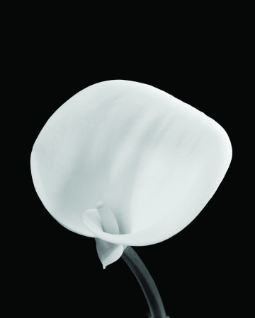 Calla #7, Conway, NH, 1971