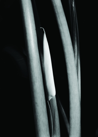 Calla Bud with Stalks, Millbrook, NY 1989