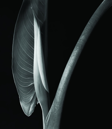 Calla Lotus, Millerton, NY, 1990