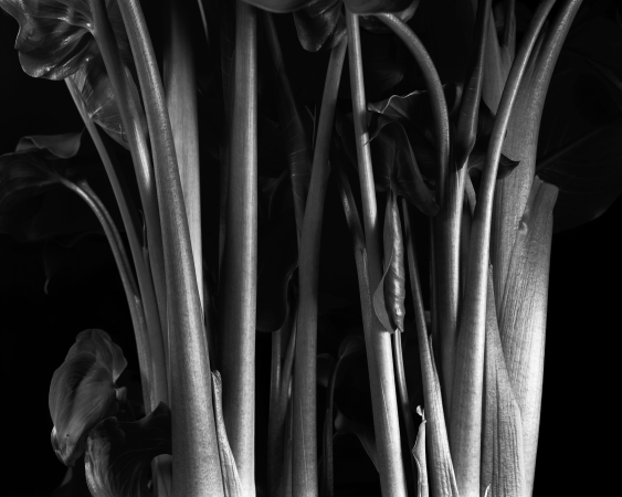 Calla Stalks, Millbrook, NY 1987