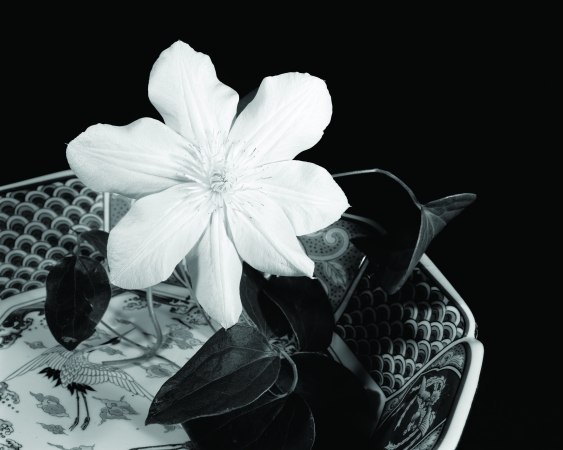 Clematis in a Chinese Bowl, Millbrook, NY 1992