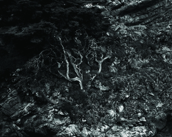 Cypress Point, Point Lobos Carmel, California, 2004