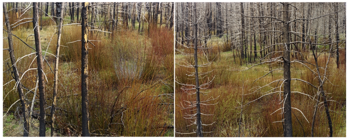 Laura McPhee<br /> <em>Early Spring (Lodgepole and Willows), </em>2008<br /> Digital chromogenic print<br /> 30 x 40" &nbsp; &nbsp;Edition of 5<br /> 40 x 50" &nbsp; &nbsp;Edition of 5<br /> 50 x 60" &nbsp; &nbsp;Edition of 5