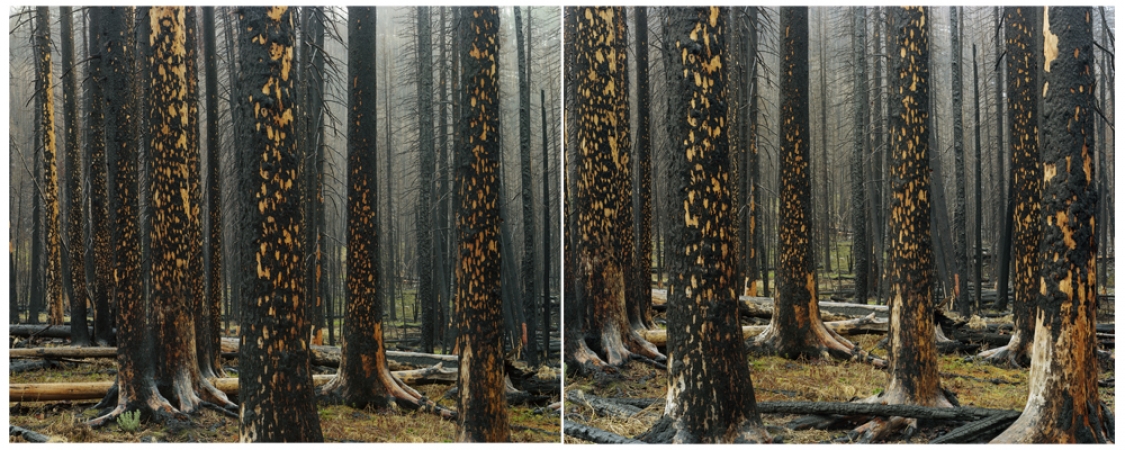 Laura McPhee<br /> <em>Early Spring (Peeling Bark in Rain), </em>2008<br /> Digital chromogenic print<br /> 30 x 40" Edition of 5<br />Additional sizes available, please contact gallery for more information
