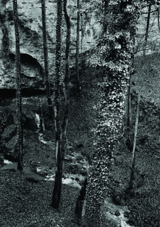 Fishbach Woods, Fishbach, Luxembourg 1974