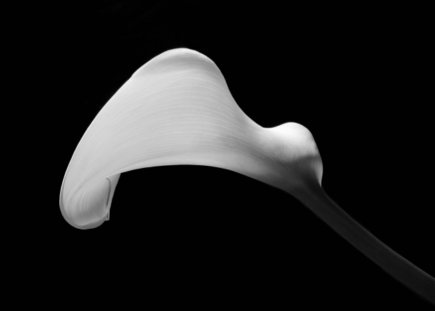 Horizontal Calla Profile, Conway, NH, 1970