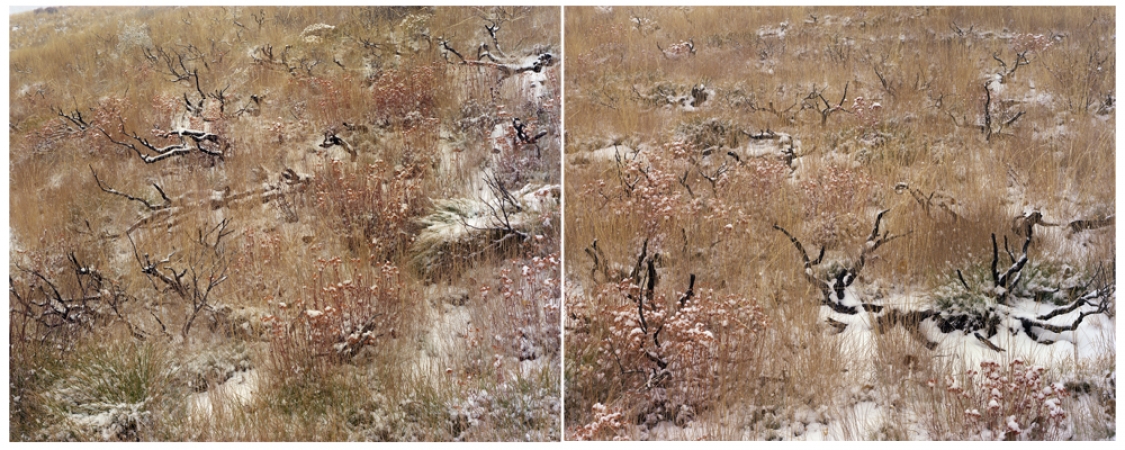 Laura McPhee<br /> <em>Late Fall (Burned Sage Brush), </em>2008<br /> Digital chromogenic print<br />30 x 40" Edition of 5<br />Additional sizes available, please contact gallery for more information