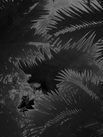 Karine Laval<br /> <em>Untitled #1&nbsp;</em>from the <em>Black Palms&nbsp;</em>Series, 2014<br /> Chromogenic print<br /> 50 x 40" &nbsp; &nbsp;Edition of 5<br />