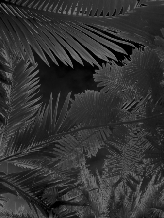 Karine Laval<br /> <em>Untitled # 3&nbsp;</em>from the <em>Black Palms&nbsp;</em>Series, 2014<br /> Chromogenic print<br /> 50 x 40" &nbsp; &nbsp;Edition of 5<br />