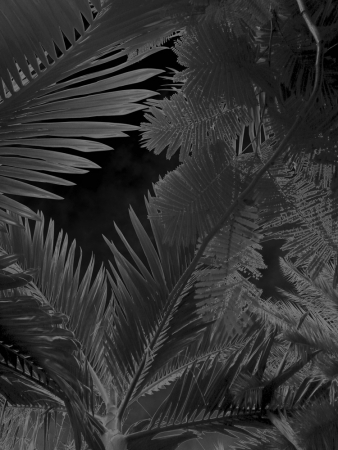 Karine Laval<br /> <em>Untitled # 4&nbsp;</em>from the <em>Black Palms&nbsp;</em>Series, 2014<br /> Chromogenic print<br /> 50 x 40" &nbsp; &nbsp;Edition of 5<br />