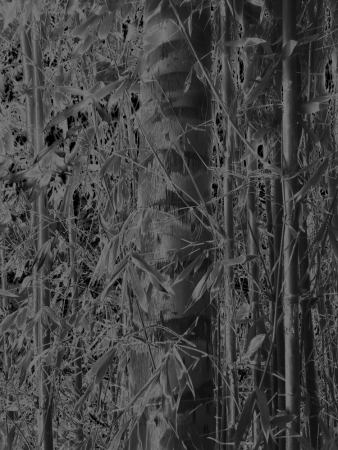 Karine Laval<br /> <em>Untitled # 5&nbsp;</em>from the <em>Black Palms&nbsp;</em>Series, 2014<br /> Chromogenic print<br /> 50 x 40" &nbsp; &nbsp;Edition of 5<br />