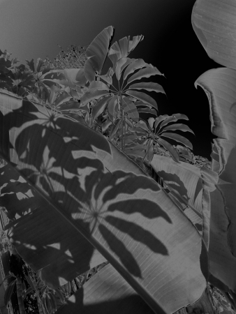 Karine Laval<br /> <em>Untitled # 8&nbsp;</em>from the <em>Black Palms&nbsp;</em>Series, 2014<br /> Chromogenic print<br /> 50 x 40" &nbsp; &nbsp;Edition of 5<br />