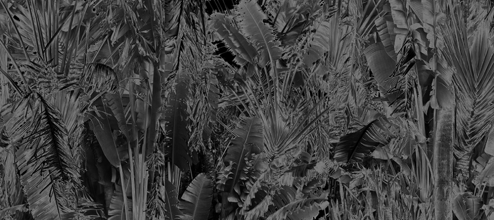 Karine Laval<br /> <em>Collision,&nbsp;</em>from the <em>Black Palms&nbsp;</em>Series, 2016<br /> Chromogenic print<br /> 50 x 40" &nbsp; &nbsp;Edition of 5<br />