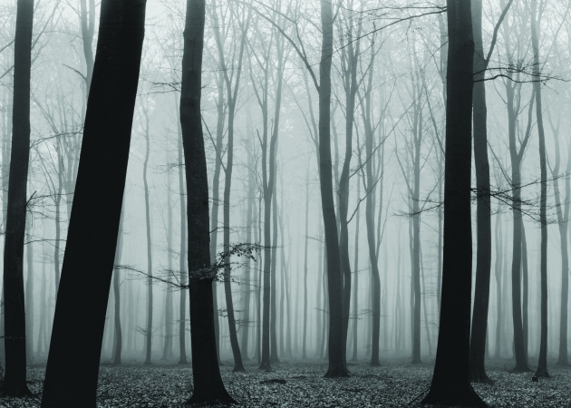 Luxembourg Woods #1, Fishbach, Luxembourg, 1974