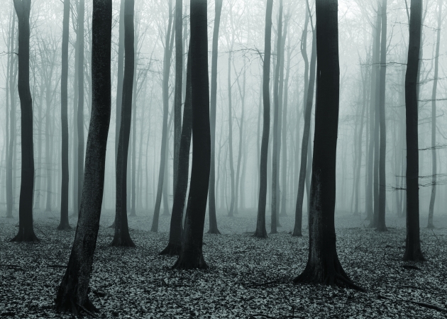 Luxembourg Woods #2, Fishbach, Luxembourg, 1974