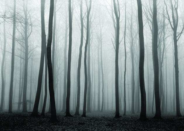 Luxembourg Woods #3, Fishbach, Luxembourg, 1974