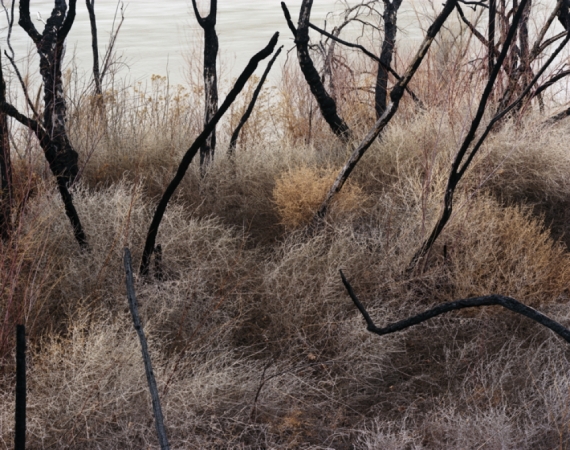 Laura McPhee<br /> <em>Invasive Asian Tamarisk burned by the Bureau of Land Management_Colorado River at Dewey Bridge, Utah, </em>2011<br /> Archival Pigment Ink Prints<br /> 30 x 40" &nbsp; &nbsp;Edition of 5<br /> 40 x 50" &nbsp; &nbsp;Edition of 5<br /> 50 x 60" &nbsp; &nbsp;Edition of 5<br /> 60 x 75" &nbsp; &nbsp;Edition of 5