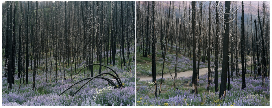 Laura McPhee<br /> <em>Midsummer (Fisher Creek Road), </em>2008<br /> Digital chromogenic print<br /> 30 x 40" Edition of 5<br />Additional sizes available, please contact gallery for more information
