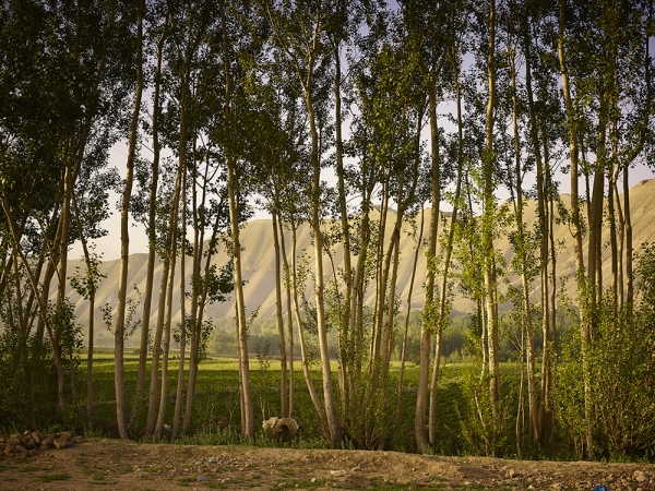 <em>Time Taken 6, High-Summer</em><br /> <div> Digital chromogenic prints</div><br> 15 x 20" (image size), 21 x 26" (paper size) &nbsp; &nbsp;Edition of 7<br /> 40 x 53.25" (image size) &nbsp; &nbsp;Edition of 7