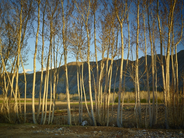 <em>Time Taken 6, Late-Spring</em><br /> <div> Digital chromogenic prints</div><br> 15 x 20" (image size), 21 x 26" (paper size) &nbsp; &nbsp;Edition of 7<br /> 40 x 53.25" (image size) &nbsp; &nbsp;Edition of 7