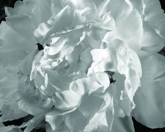 Peony #1, Millbrook, NY 1993