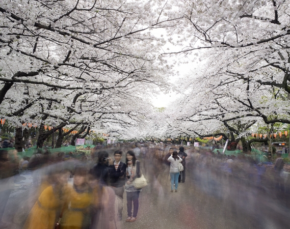 Matthew Pillsbury<br /> <em>Hanami #1, Ueno Park, Wednesday April 2nd</em>,&nbsp;2014 (TV14600)<br /> Archival pigment ink prints<br /> 20 x 24" &nbsp; &nbsp;Edition of 10<br /> 30 x 40" &nbsp; &nbsp;Edition of 6 (plus 2 APs)<br /> 50 x 60" &nbsp; &nbsp;Edition of 2 (plus 1 AP)
