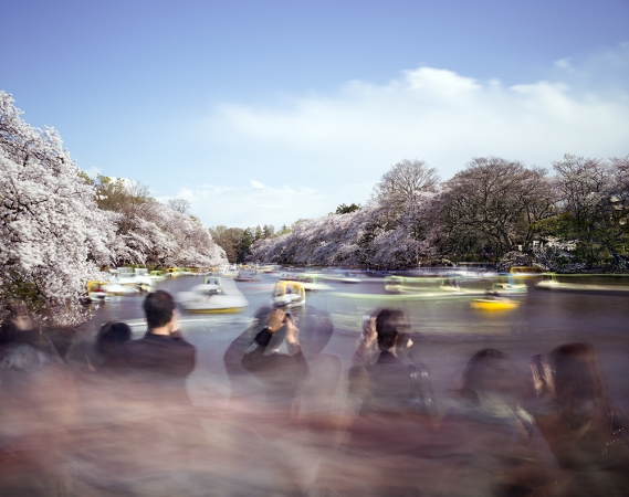 Matthew Pillsbury<br /> <em>Hanami #14, Inokashira Park, Saturday, April 5th</em>, 2014 (TV14614)<br /> Archival pigment ink prints<br /> 20 x 24" &nbsp; &nbsp;Edition of 10<br /> 30 x 40" &nbsp; &nbsp;Edition of 6 (plus 2 APs)<br /> 50 x 60" &nbsp; &nbsp;Edition of 2 (plus 1 AP)
