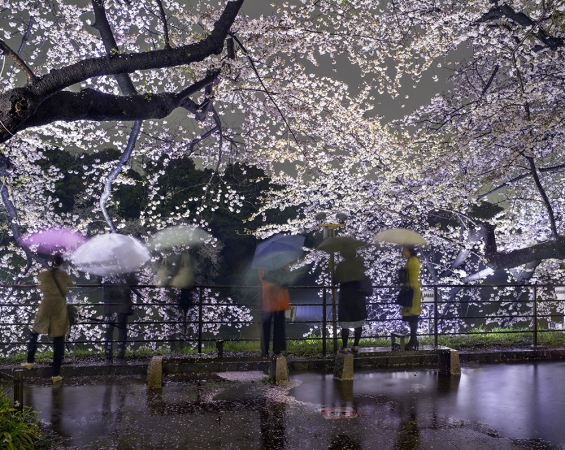 Matthew Pillsbury<br /> <em>Hanami #5, Chidorigafuchi, Thursday April 3rd,&nbsp;2014</em> (TV14605)<br /> Archival pigment ink print<br /> 20 x 24" &nbsp; &nbsp;Edition of 10<br /> 30 x 40" &nbsp; &nbsp;Edition of 6 (plus 2 APs)<br /> 50 x 60" &nbsp; &nbsp;Edition of 2 (plus 1 AP)