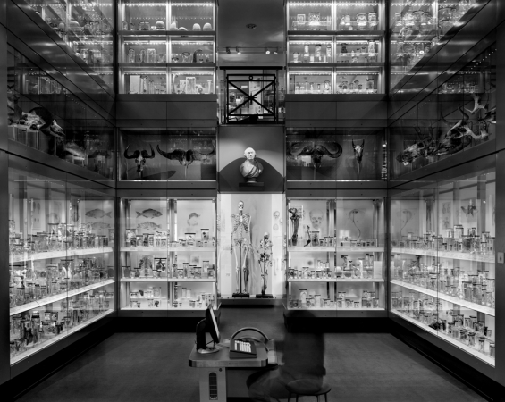 Matthew Pillsbury<br /> <em>Crystal Gallery, Hunterian Museum, London, </em>2007<br /> Archival pigment ink prints<br /> 13 x 19"&nbsp;&nbsp;&nbsp; Edition of 20<br /> 30 x 40"&nbsp;&nbsp;&nbsp; Edition of 10<br /> 50 x 60"&nbsp;&nbsp;&nbsp; Edition of 3