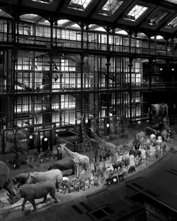 Matthew Pillsbury<br /> <em>Grande Galerie de l'Evolution, Paris, </em>2008<br /> Archival pigment ink prints<br /> 19 x 13"&nbsp;&nbsp;&nbsp; Edition of 20<br /> 40 x 30"&nbsp;&nbsp;&nbsp; Edition of 10<br /> 60 x 50"&nbsp;&nbsp;&nbsp; Edition of 3