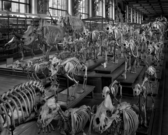 Matthew Pillsbury<br /> <em>Hordes, La Galerie d'Anatomie Comparee, Musee d'Histoire Naturelle, </em>2008<br /> Archival pigment ink prints<br /> 13 x 19"&nbsp;&nbsp;&nbsp; Edition of 20<br /> 30 x 40"&nbsp;&nbsp;&nbsp; Edition of 10<br /> 50 x 60"&nbsp;&nbsp;&nbsp; Edition of 3