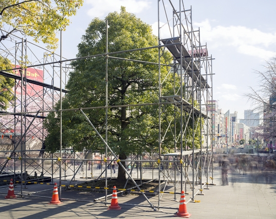 Matthew Pillsbury<br /> <i>The First Hanami, Ueno Park, Tokyo, </i>2014 (TV14599)<br /> Archival pigment ink prints<br /> 20 x 24" &nbsp; &nbsp;Edition of 10<br /> 30 x 40" &nbsp; &nbsp;Edition of 6 (plus 2 APs)<br /> 50 x 60" &nbsp; &nbsp;Edition of 2 (plus 1 AP)