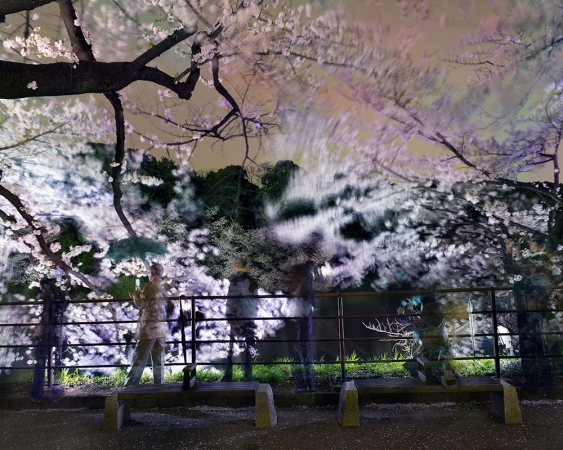 Matthew Pillsbury<br /> <i>Hanami 25, Chidorigafuchi, Wednesday April 1st, 2015</i>(TV15025)<br /> Archival pigment ink prints<br /> 20 x 24" &nbsp; &nbsp; Edition of 10<br /> 30 x 40" &nbsp; &nbsp; Edition of 6 (plus 2 APs)<br /> 50 x 60" &nbsp; &nbsp; Edition of 2 (plus 1 AP)