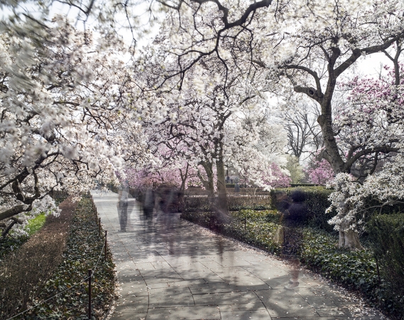 Matthew Pillsbury<br /> <em>Magnolia Botanic Garden</em>, 2016&nbsp;(TV16003)<br /> Archival pigment ink prints<br /> 20 x 24" &nbsp; &nbsp;Edition of 10<br /> 30 x 40" &nbsp; &nbsp;Edition of 6 (plus 2 APs)<br /> 50 x 60" &nbsp; &nbsp;Edition of 2 (plus 1 AP)