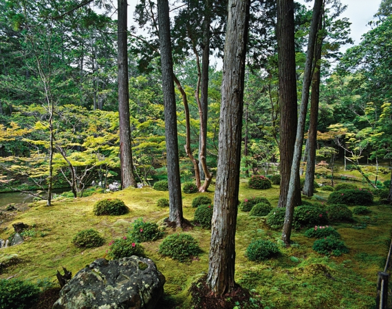 Jacqueline Hassink<br /> <em>Saihō-ji 13, summer,&nbsp;Southwest Kyoto,&nbsp;30 May 2009 (13:00–15:00)</em><br /> Chromogenic prints<br />41 x 51" and 50 x 63" &nbsp; Shared edition of 7<br />
