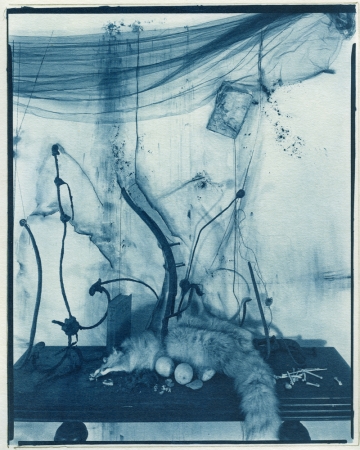 Lauren Semivan<br /> <em>Fox and Lemons, </em>2011<br /> 10 x 8"<br /> Cyanotype<br /> Signed, titled, dated and numbered on verso<br /> Edition of 10