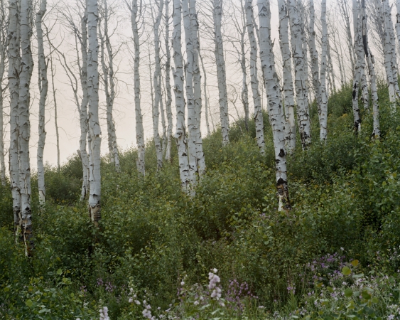 Laura McPhee<br /> <em>Summer (Evening), </em>2008<br /> Digital chromogenic print<br /> 30 x 40" &nbsp; &nbsp;Edition of 5<br /> 40 x 50" &nbsp; &nbsp;Edition of 5<br /> 50 x 60" &nbsp; &nbsp;Edition of 5