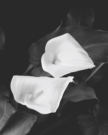 Two Floating Callas, Millbrook, NY, 1990