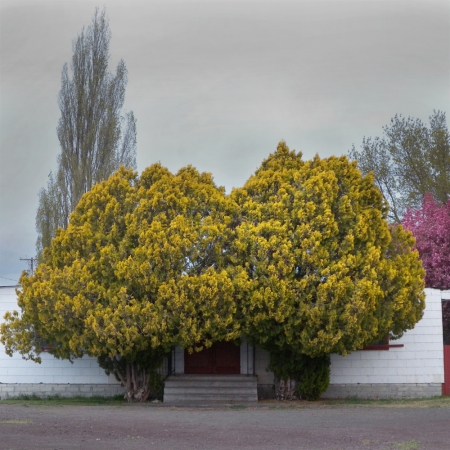 Hiroshi Watanabe<br /> <em>The Day The Dam Collapses &nbsp;#10 (Yellow Trees), </em>2011<br /> Archival ink print<br /> 9 x 9", &nbsp;framed in 13 x 13" white metal frame<br /> Edition of 5<br />