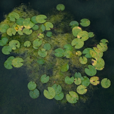 Hiroshi Watanabe<br /> <em>The Day The Dam Collapses &nbsp;#47 (Lotus Pond), </em>2010<br /> Archival ink print<br /> 9 x 9", &nbsp;framed in 13 x 13" white metal frame<br /> Edition of 5<br />