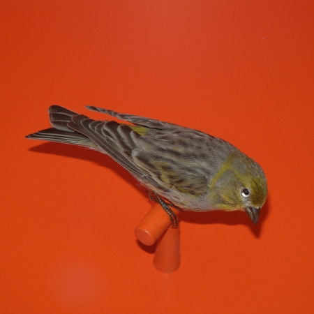 Hiroshi Watanabe<br /> <em>The Day The Dam Collapses &nbsp;#69 (Bird in Ornage), </em>2009<br /> Archival ink print<br /> 9 x 9", &nbsp;framed in 13 x 13" white metal frame<br /> Edition of 5<br />